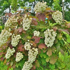 Egebladet Hortensia Burgundy 50-80 cm. - Hydrangea quercifolia Burgundy