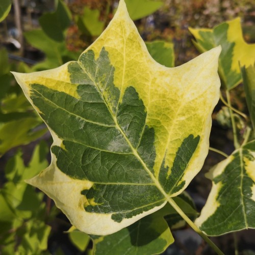 Broget Tulipantræ 125-150 cm. - Liriodendron tulipifera Aureomarginatum