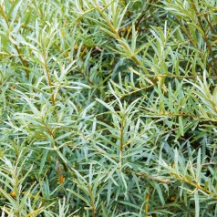 Havtorn Pollmix 40-80 cm. - Hanplante - Hippophae rhamnoides Pollmix