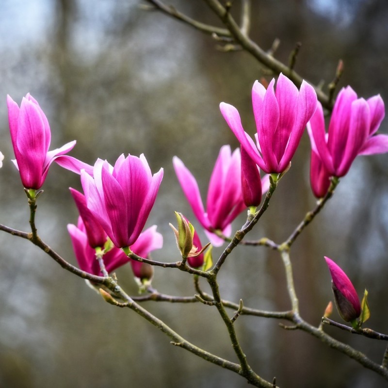 Magnolia liliiflora Nigra 40-80 cm