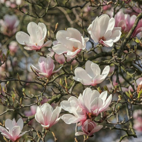 Magnolia soulangeana 40-80 cm. - Magnolie