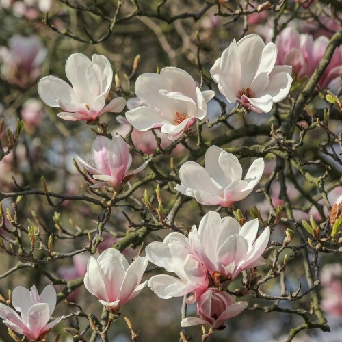 Magnolia soulangeana 40-80 cm