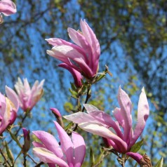 Stjernemagnolia George Henry Kern - Magnolia stellata George Henry Kern