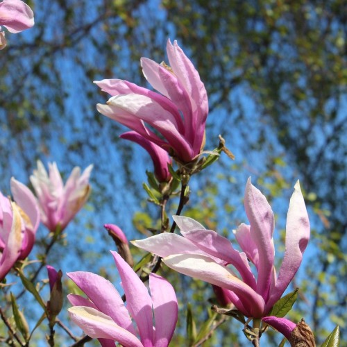 Stjernemagnolia George Henry Kern - Magnolia stellata George Henry Kern