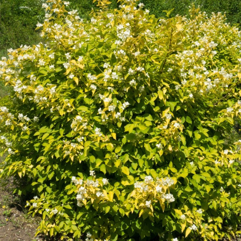 Gulbladet Uægte Jasmin 25-30 cm. - Bundt med 10 stk. barrodsplanter - Philadelphus caucasicus Aureus