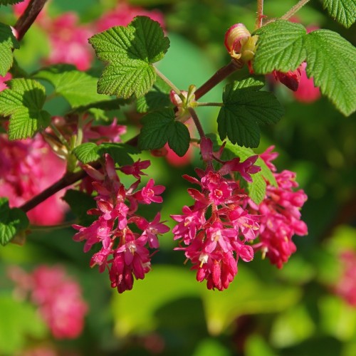 Blodribs King Edward VII - Ribes sanguineum King Edward