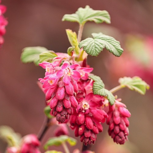 Blodribs Pulborough Scarlet - Ribes sanguineum Pulborough Scarlet