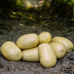 Frig Læggekartofler 1,5 Kg. - Middeltidlig