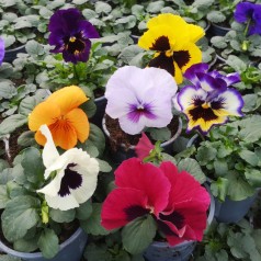 Stedmoder Storblomstret i...