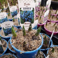 Skilla i potte - Scilla...