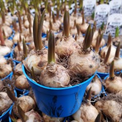 Perlehyacint Blå - Muscari...