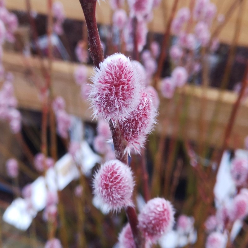 Pink Pil Mount Aso - Salix gracilistyla Mt Aso