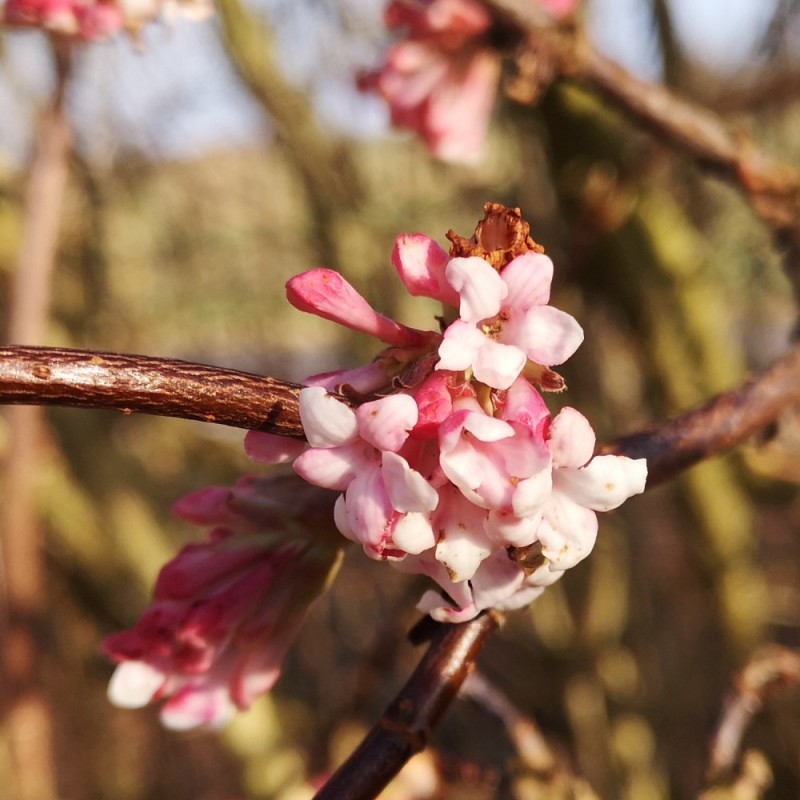 Kejserbusk Charles Lamont - Viburnum bodnantense Charles Lamont