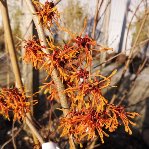 Troldnød Aphrodite - Hamamelis intermedia Aphrodite