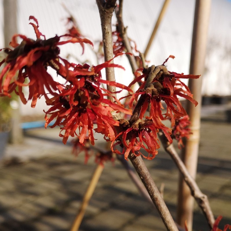 Troldnød Diana - Hamamelis intermedia Diana