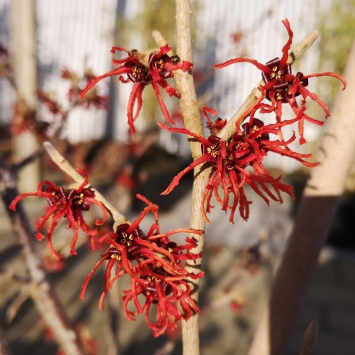 Troldnød Feuerzauber - Hamamelis intermedia Feuerzauber