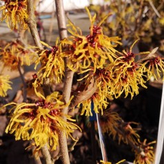 Troldnød Orange Beauty - Hamamelis intermedia Orange Beauty