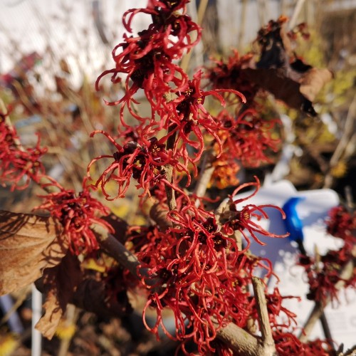 Troldnød Rubin - Hamamelis intermedia Rubin