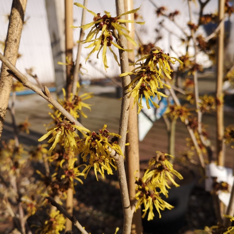 Troldnød Westerstede - Hamamelis intermedia Westerstede