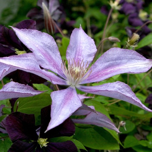 Klematis Dorothy Walton - Clematis Dorothy Walton