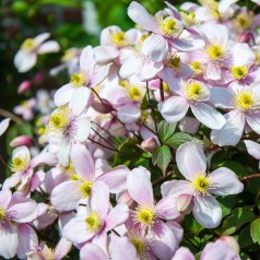 Klematis Pink Perfection -...