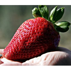 Kæmpe Jordbær - Fragaria Sweet Colossus