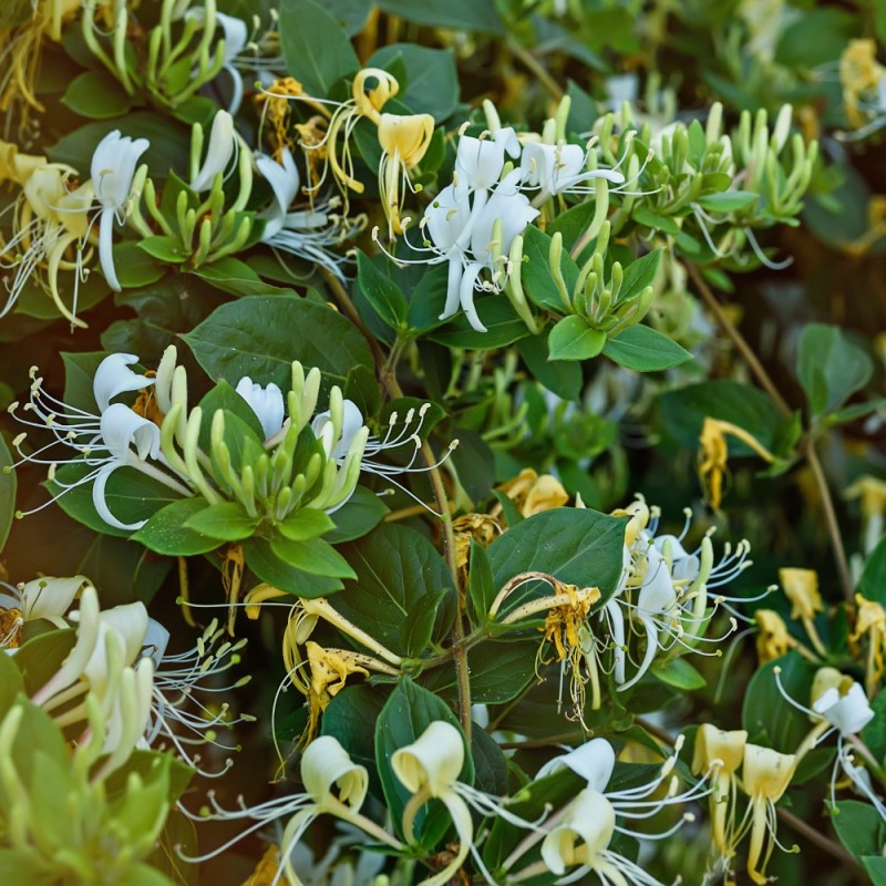 Kaprifolie Halliana - Lonicera japonica Halliana