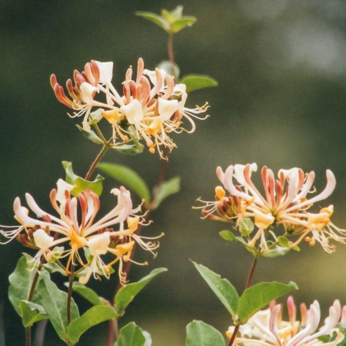Vild Kaprifolie - Lonicera periclymenum