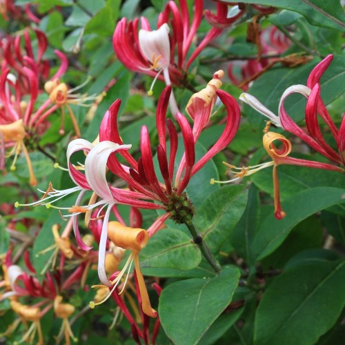 Kaprifolie Belgica - Lonicera periclymenum Belgica