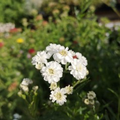 Røllike ptarmica - Achillea ptarmica