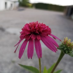 Purpursolhat Secret Affair - Echinacea purpurea Secret Affair