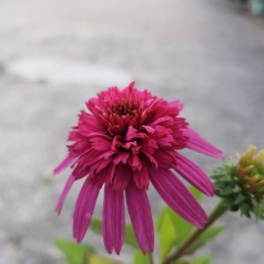 Purpursolhat Secret Affair - Echinacea purpurea Secret Affair