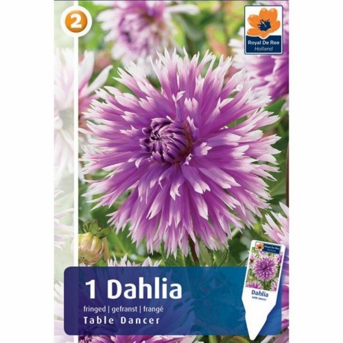 Dahlia Fringed Table Dancer / Georgin