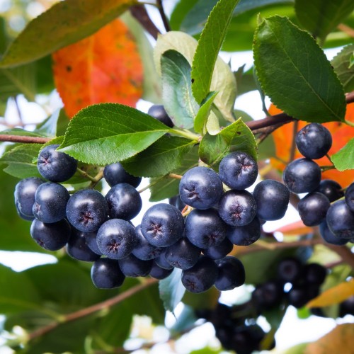 Surbær Autumn Magic 40-80 cm. - Aronia melanocarpa Autumn Magic