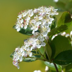 Surbær Autumn Magic 40-80 cm. - Aronia melanocarpa Autumn Magic