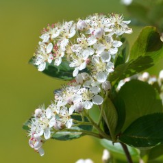 Surbær Autumn Magic - Aronia melanocarpa Autumn Magic