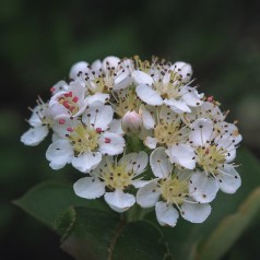 Sortfrugtet Surbær Professor Ed - Aronia melanocarpa Professor Ed