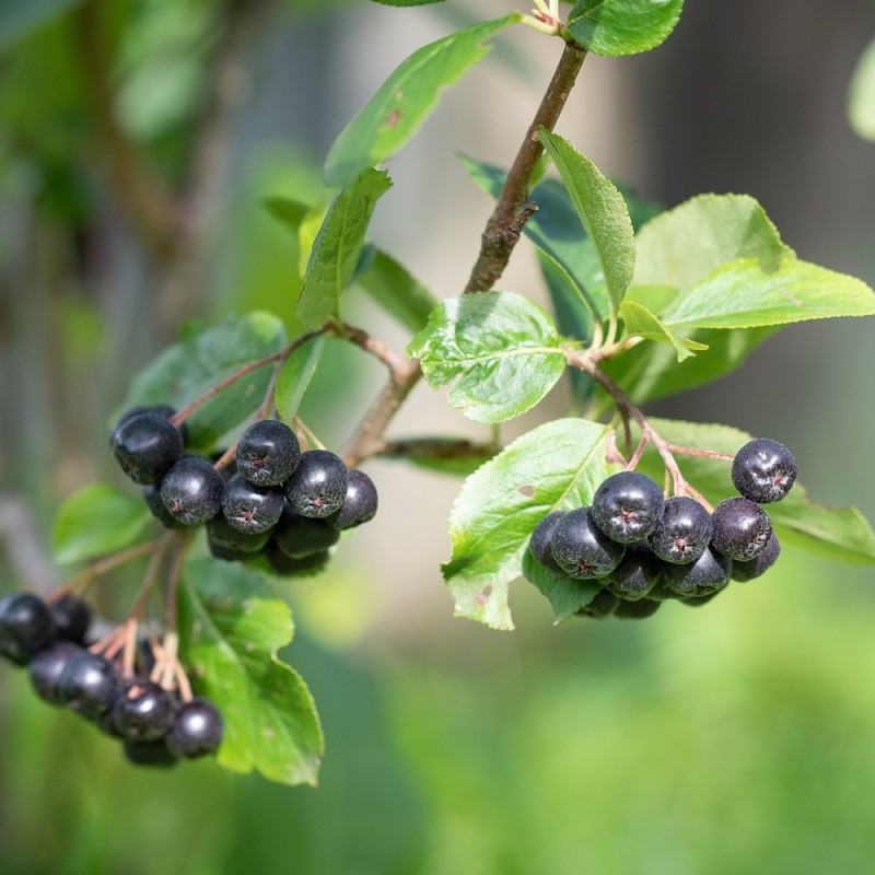 Sortfrugtet Surbær Professor Ed - Aronia melanocarpa Professor Ed