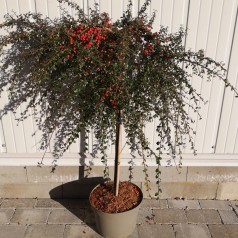 Dværgmispel Coral Beauty 80 cm. stamme - Cotoneaster dammeri Coral Beauty
