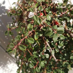 Dværgmispel Winter Jewel 60 cm. stamme - Cotoneaster dammeri Winter Jewel