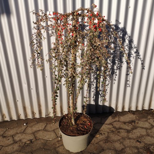 Broget Dværgmispel Juliette 80 cm. stamme - Cotoneaster suecicus Juliette