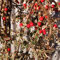 Broget Dværgmispel Juliette 80 cm. stamme - Cotoneaster suecicus Juliette