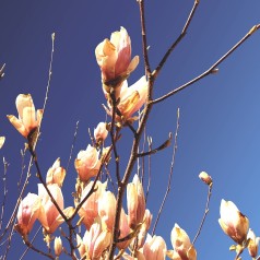 Magnolia Apricot Brandy