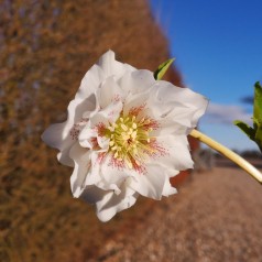 Påskeklokke Double Ellen White - Helleborus orientalis Double Ellen White