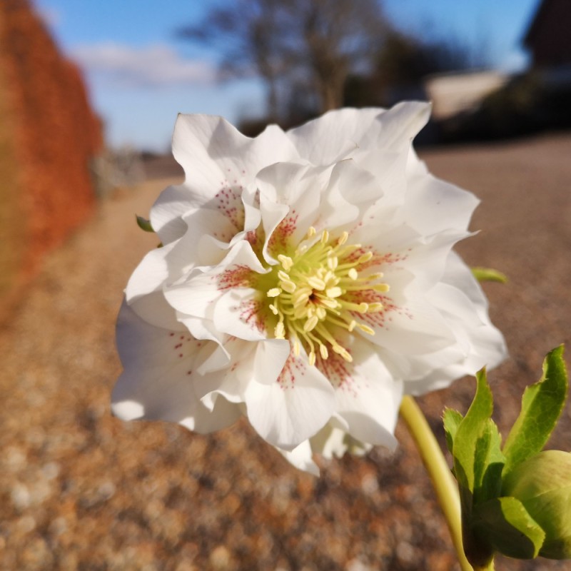 Påskeklokke Double Ellen White - Helleborus orientalis Double Ellen White