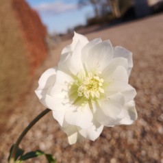 Påskeklokke Double Ellen White - Helleborus orientalis Double Ellen White