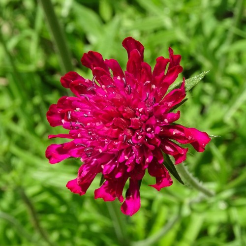 Makedonsk Blåhat - Knautia macedonica