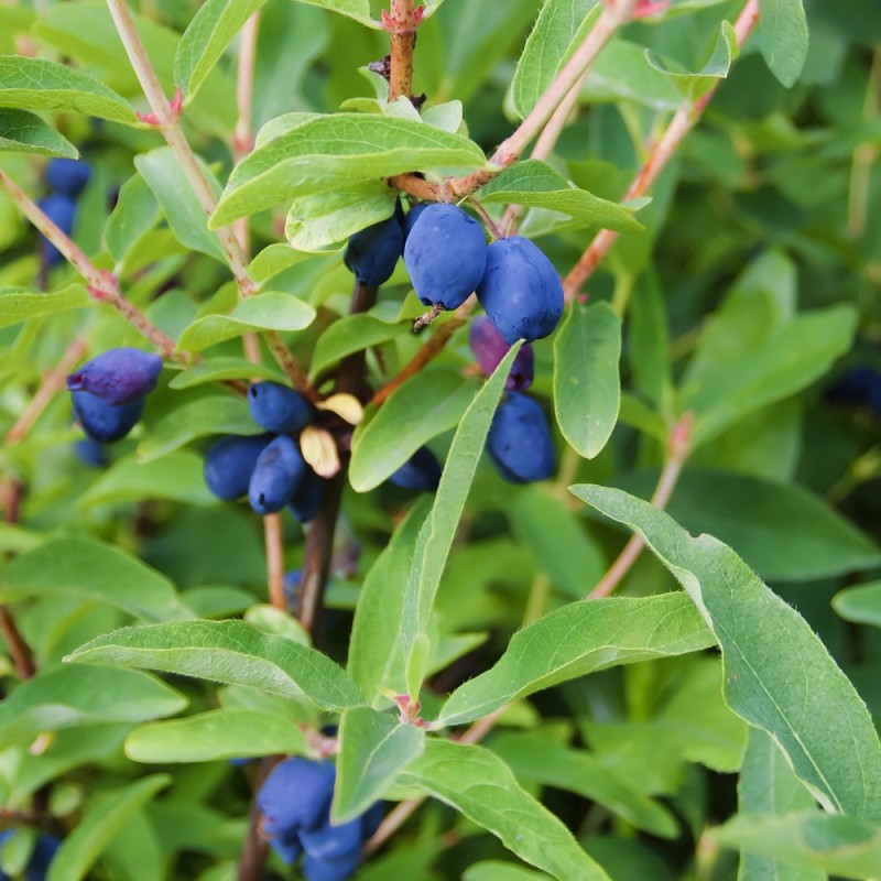 Honningbær Zojka 20-50 cm. - Lonicera caerulea Zojka