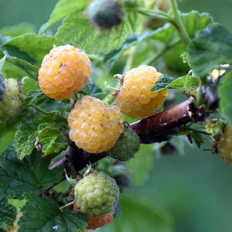 Hindbær Sugana Twotimer Gul - Remonterende Hindbær 20-40 cm. - Rubus idaeus Sugana Twotimer Yellow