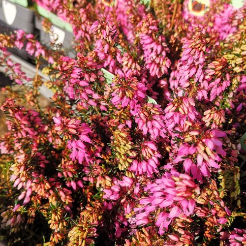 Forårslyng Wintersonne - Erica carnea Wintersonne